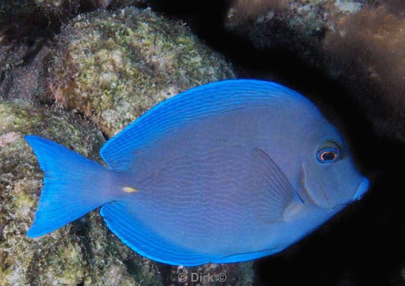 scuba diving bonaire