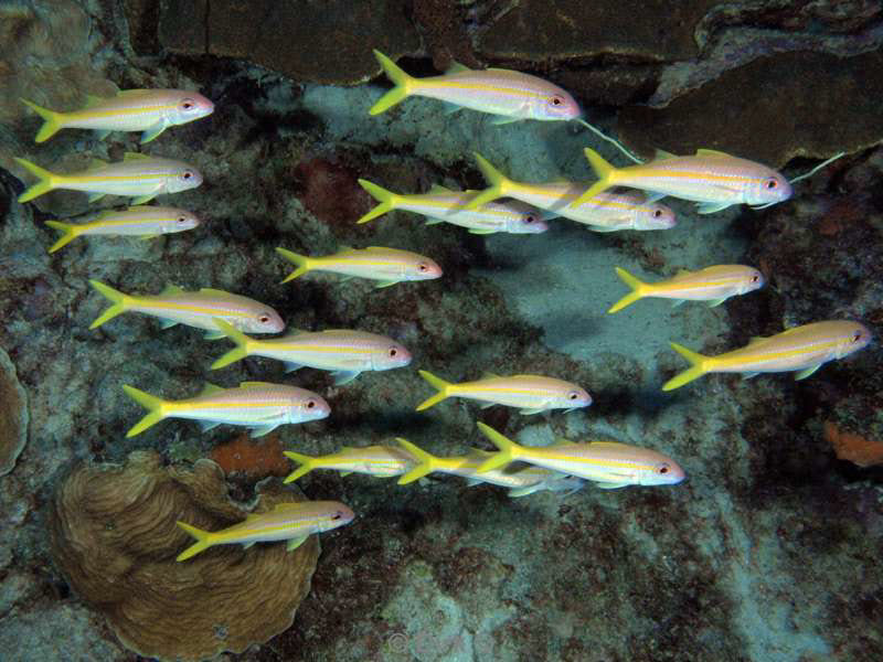 scuba diving bonaire