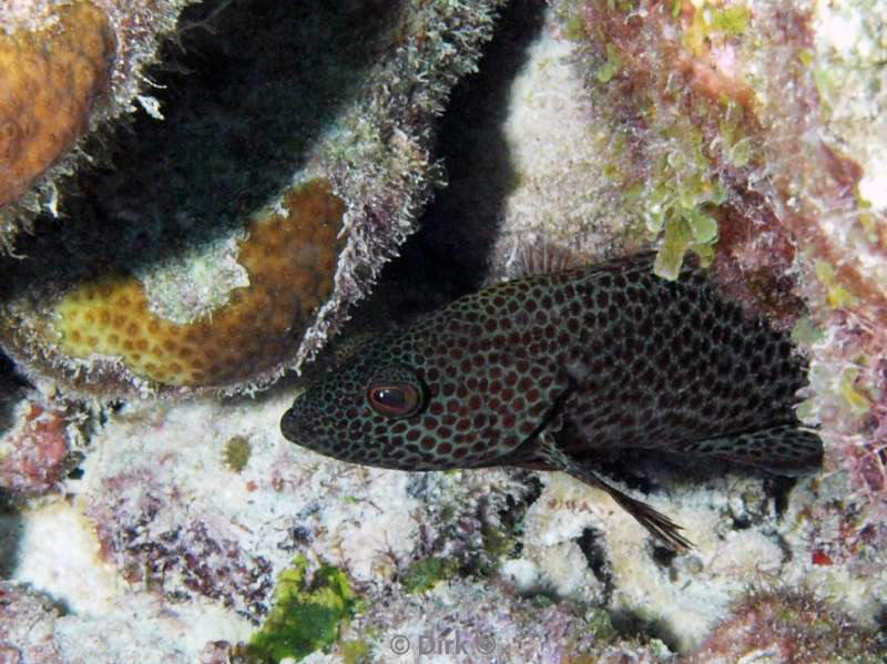 scuba diving bonaire