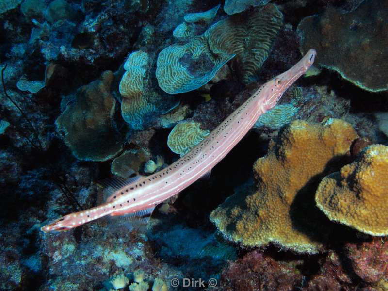 scuba diving bonaire