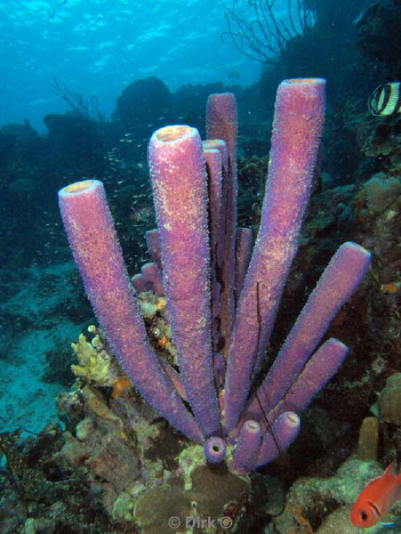 scuba diving bonaire