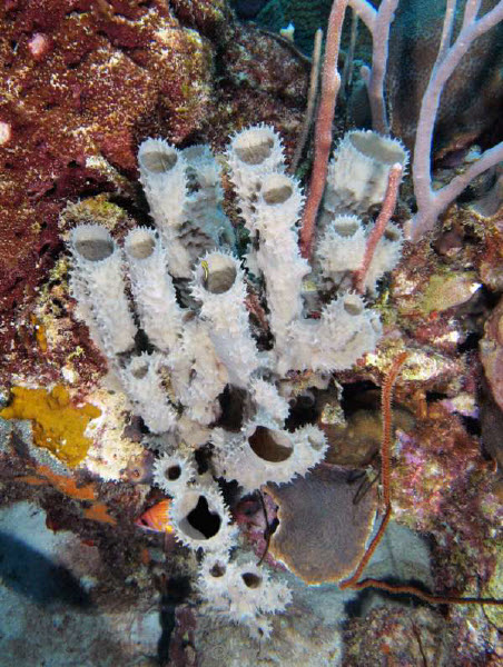 scuba diving bonaire