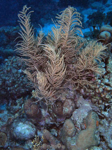 scuba diving bonaire