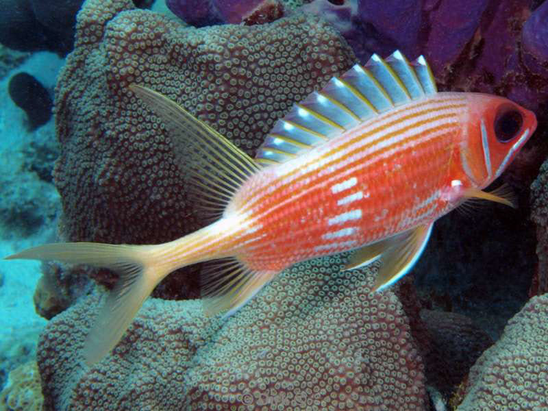 scuba diving bonaire