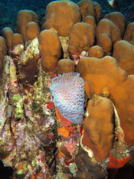 scuba diving bonaire