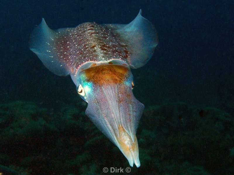 scuba diving bonaire