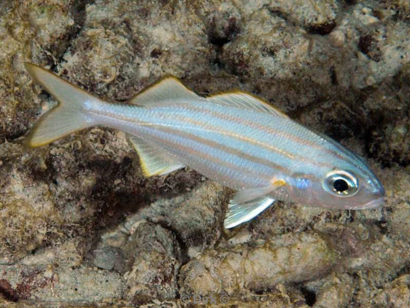 scuba diving bonaire