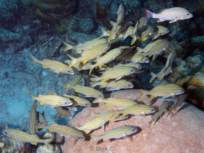 scuba diving bonaire