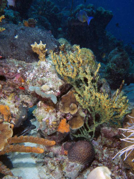 scuba diving bonaire