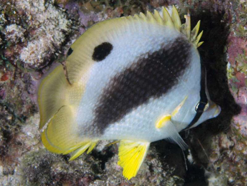 scuba diving bonaire