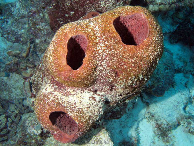 scuba diving bonaire