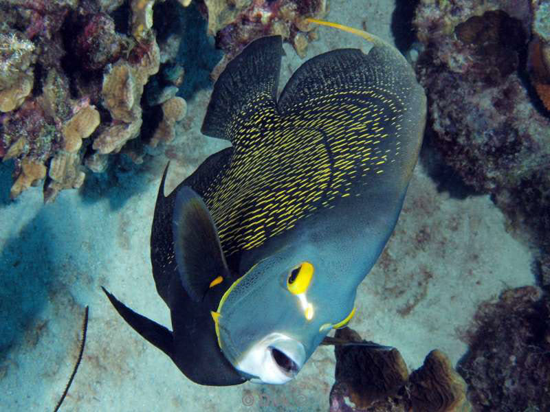 scuba diving bonaire