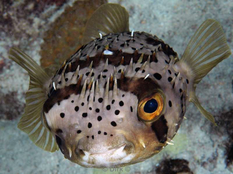 scuba diving bonaire