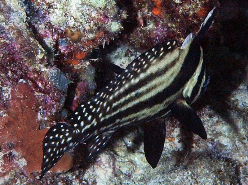 scuba diving bonaire