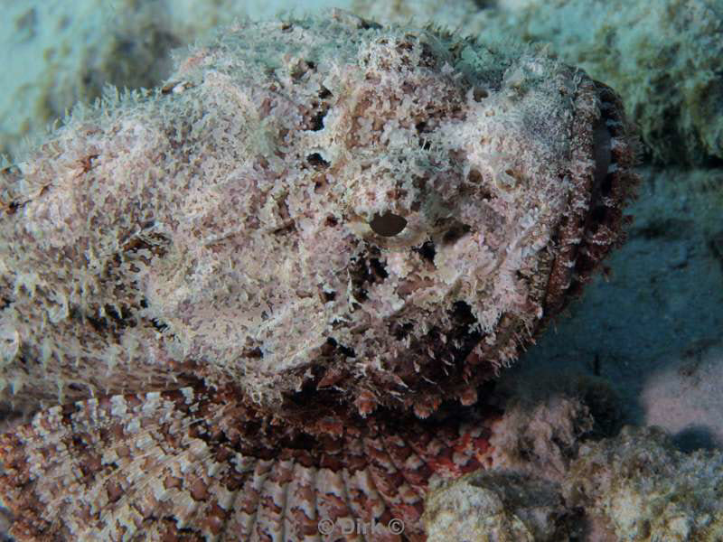 scuba diving bonaire