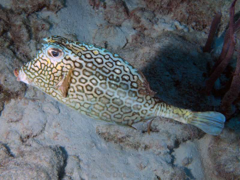 scuba diving bonaire