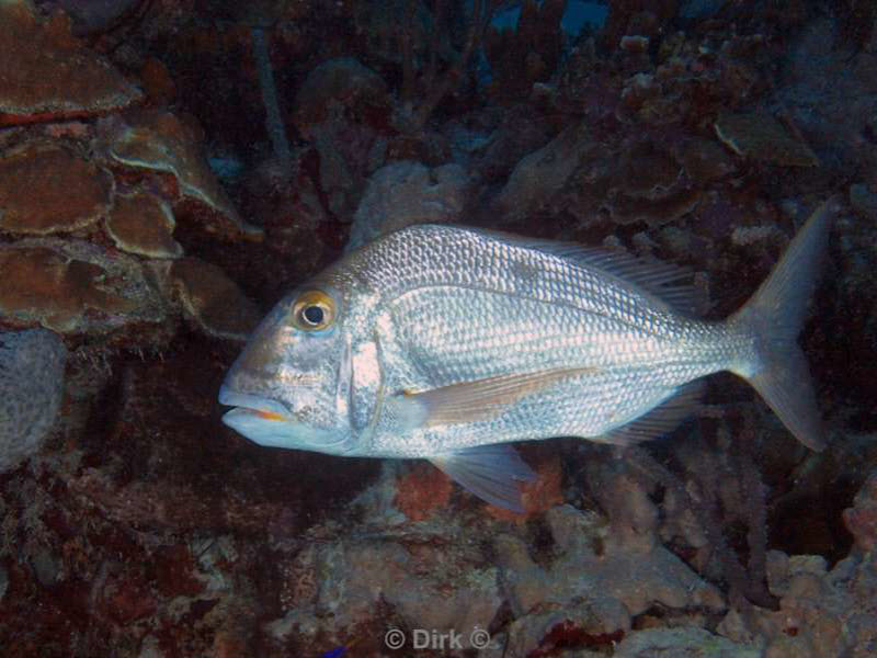 scuba diving bonaire