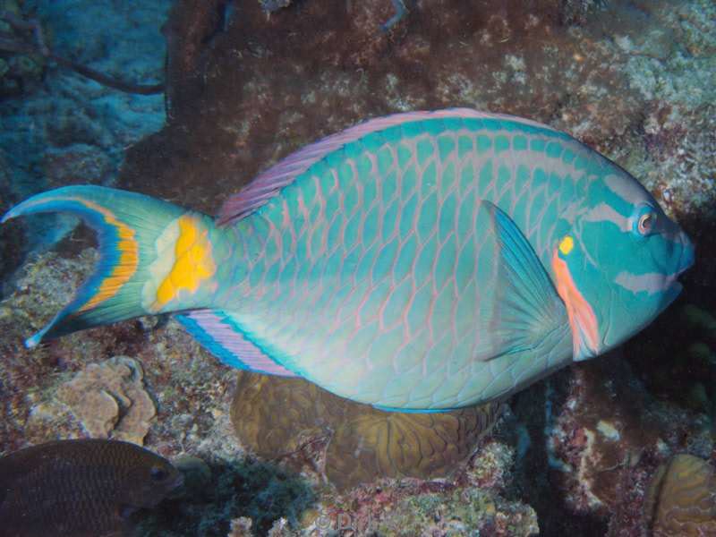 scuba diving bonaire