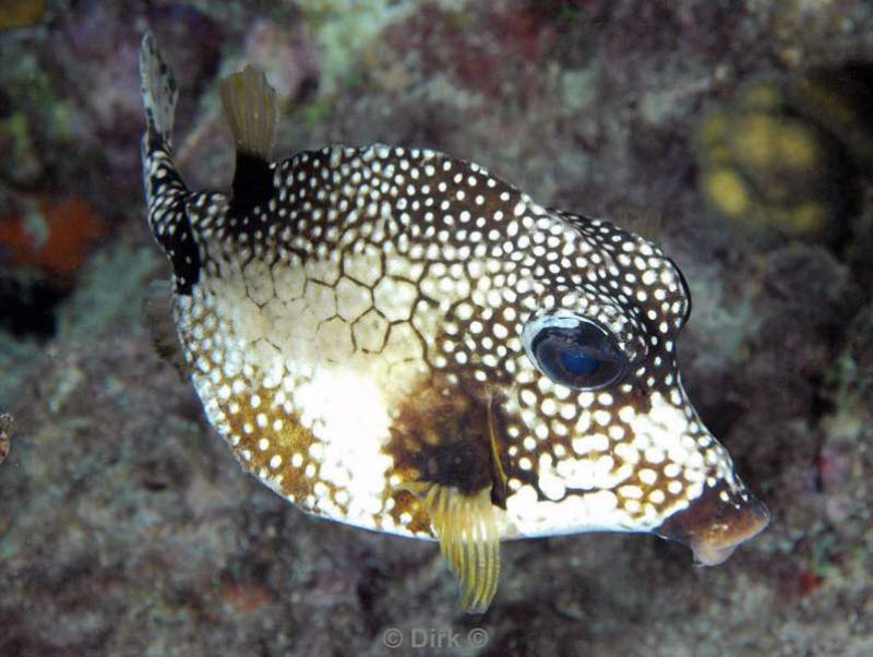 scuba diving bonaire