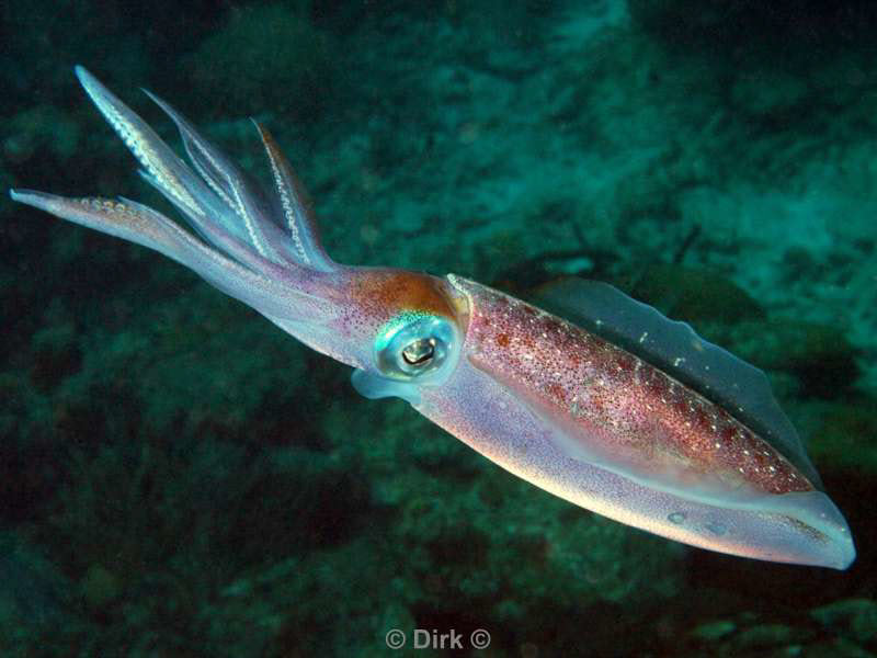 scuba diving bonaire