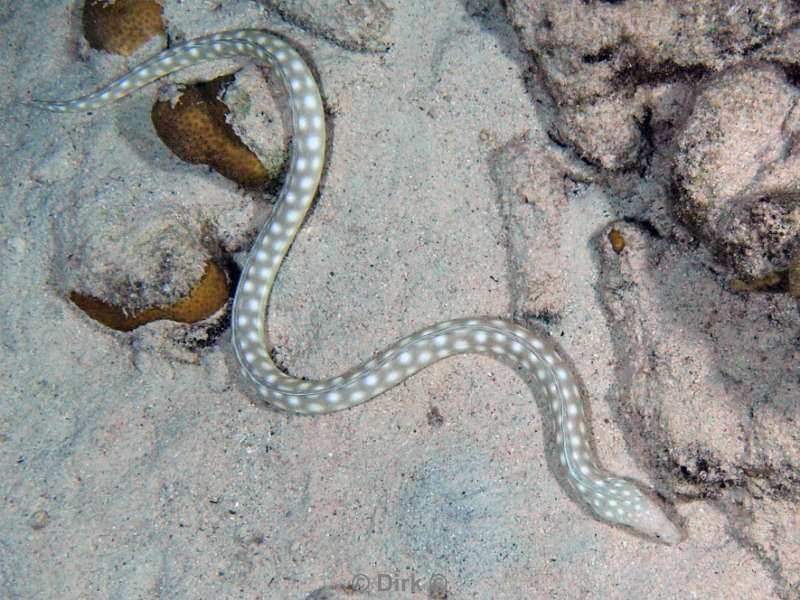 scuba diving bonaire