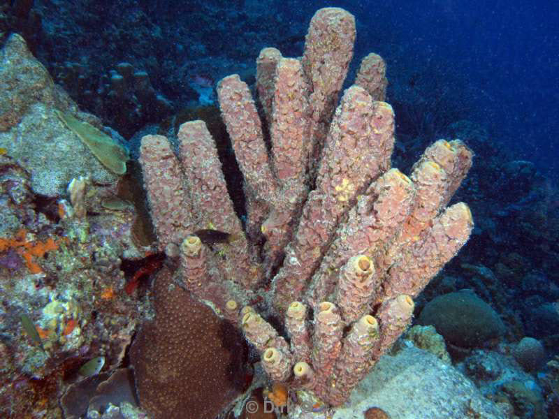 scuba diving bonaire