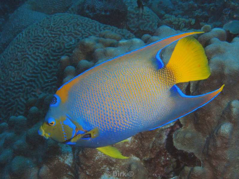 scuba diving bonaire