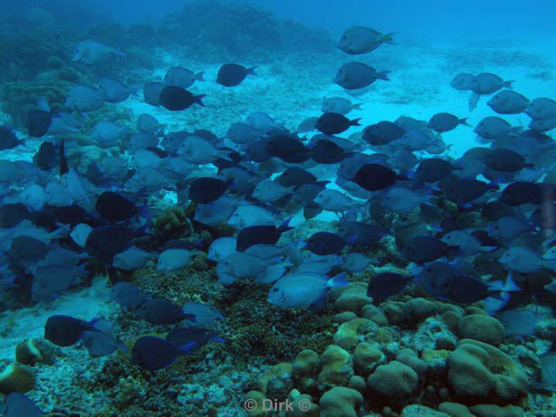 scuba diving bonaire