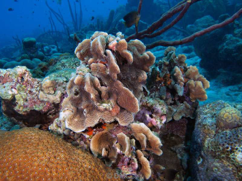 scuba diving bonaire