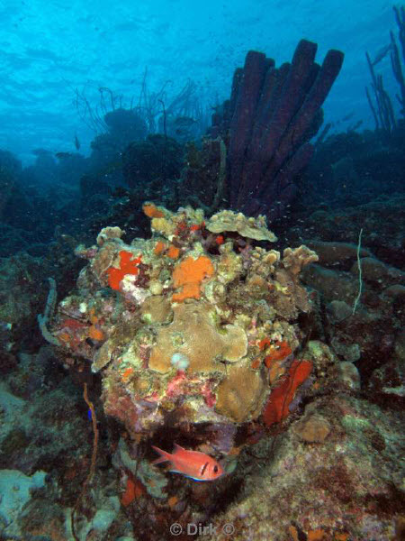 scuba diving bonaire