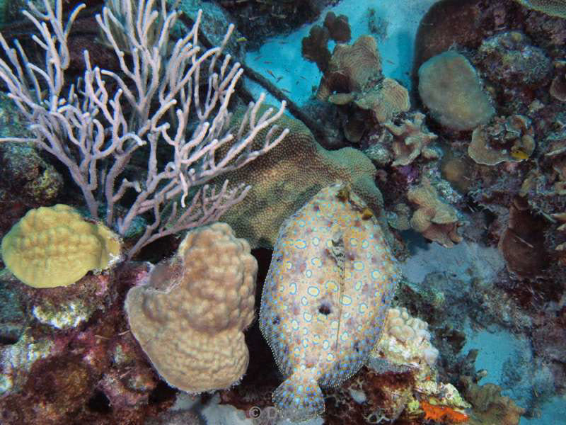 scuba diving bonaire