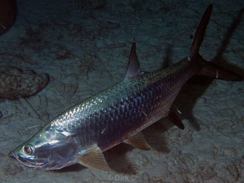 scuba diving bonaire