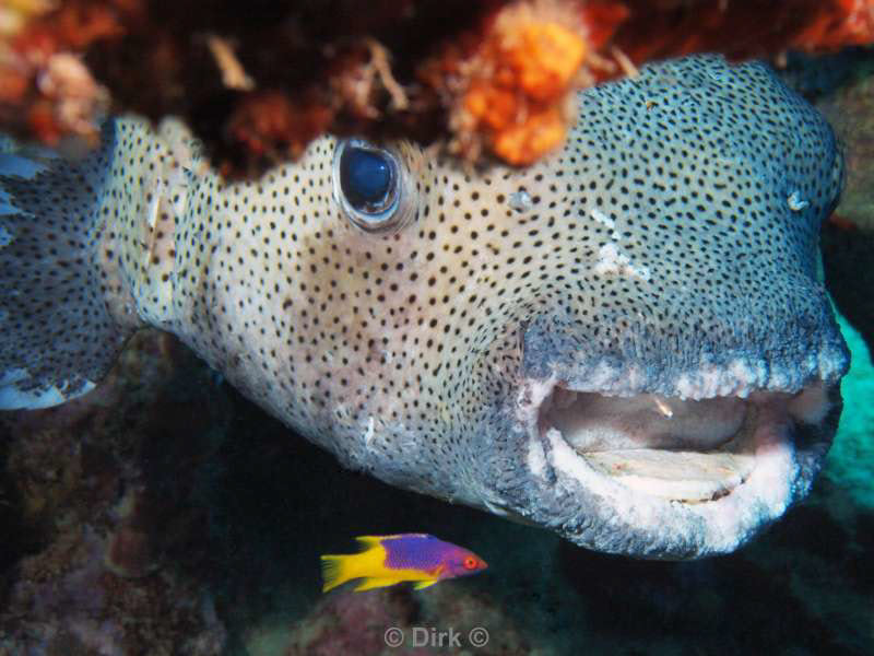 scuba diving bonaire