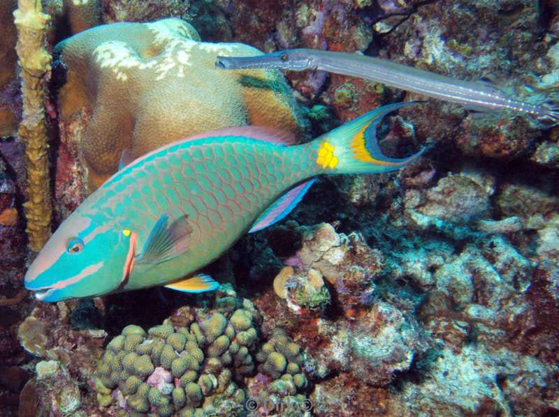 scuba diving bonaire