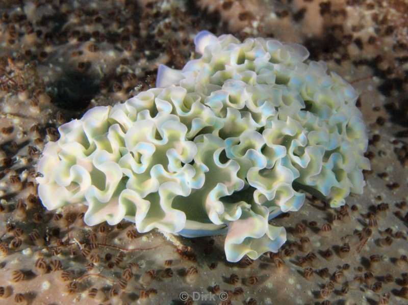 scuba diving bonaire