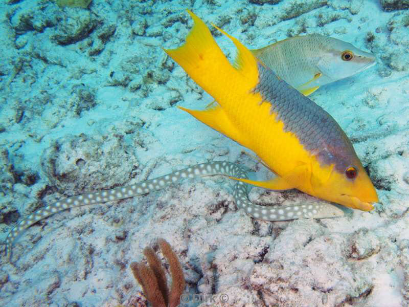 scuba diving bonaire