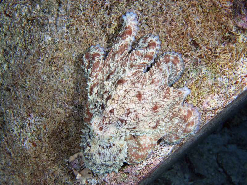 scuba diving bonaire