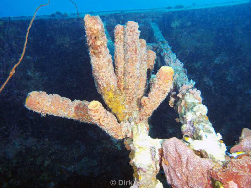 scuba diving bonaire