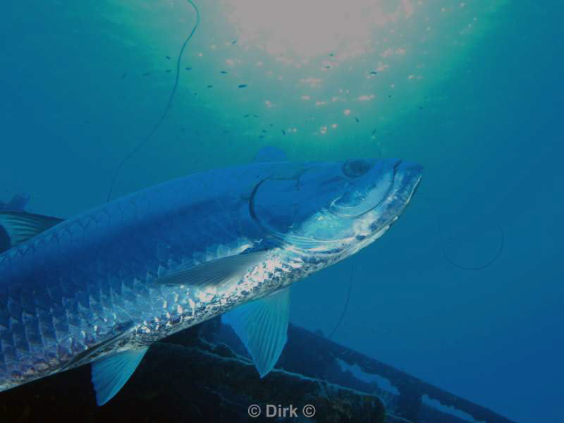 scuba diving bonaire