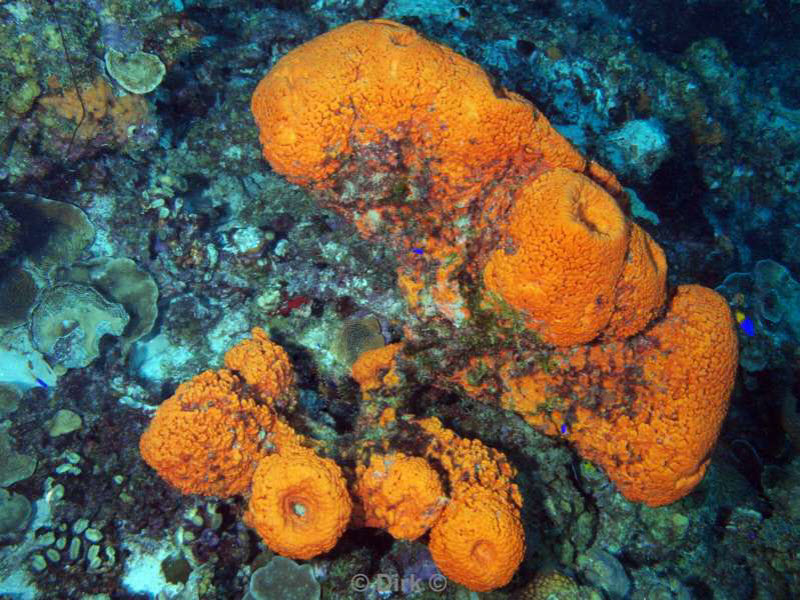 scuba diving bonaire