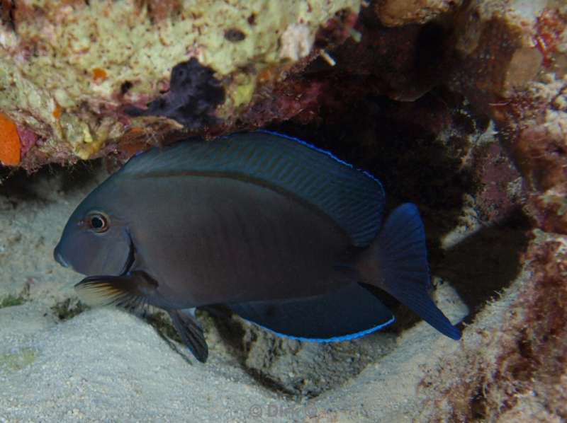 scuba diving bonaire