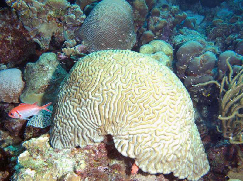 scuba diving bonaire