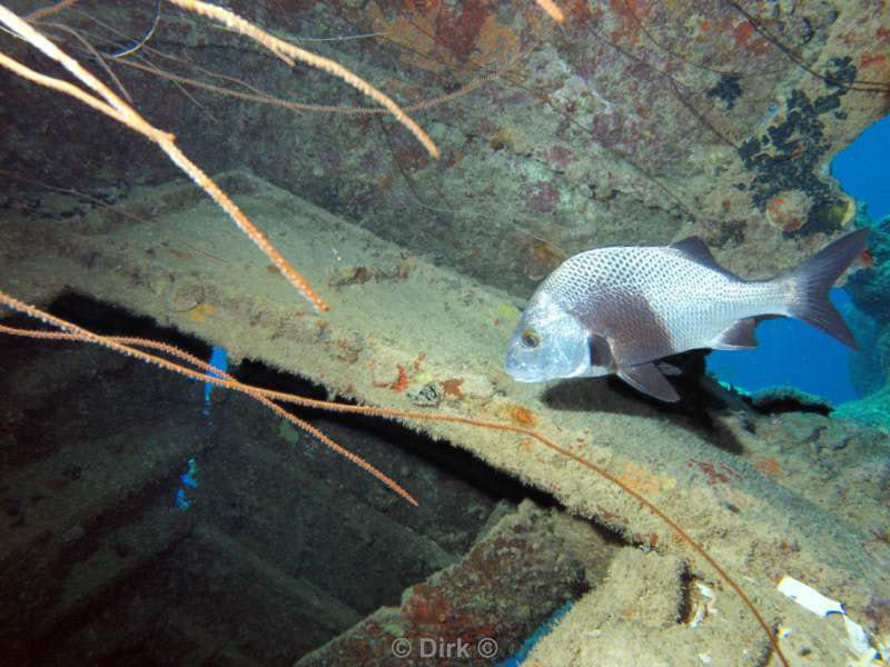 scuba diving bonaire