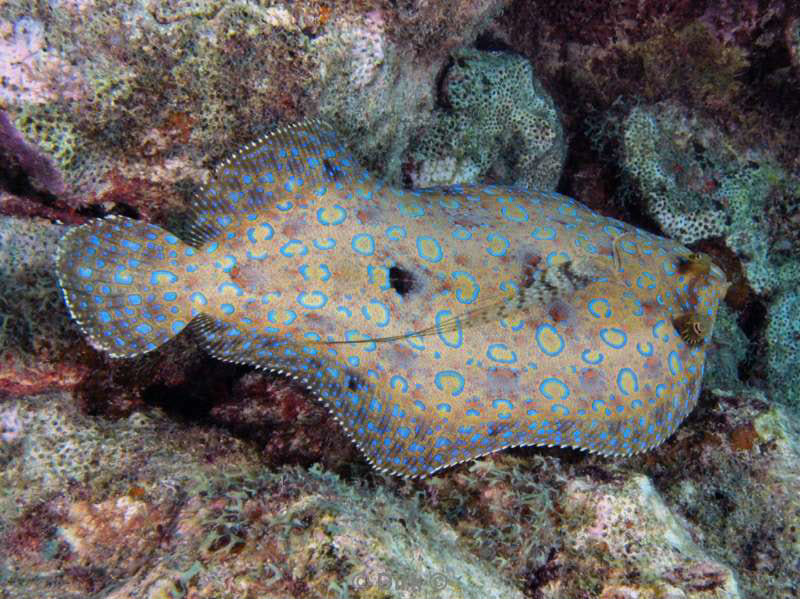 scuba diving bonaire