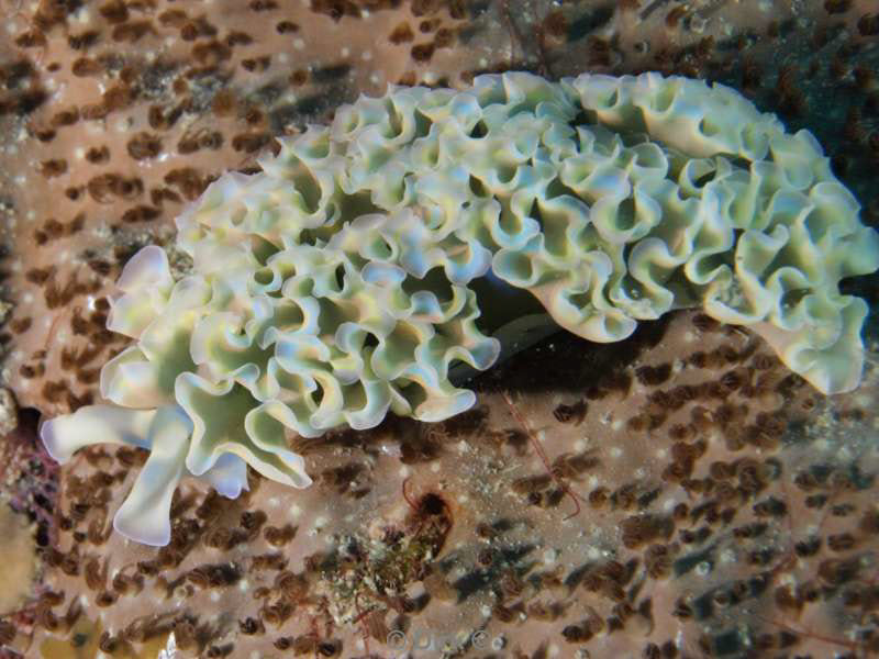 scuba diving bonaire