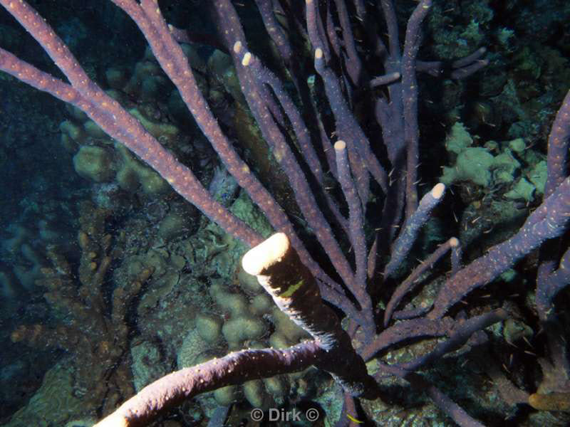 scuba diving bonaire