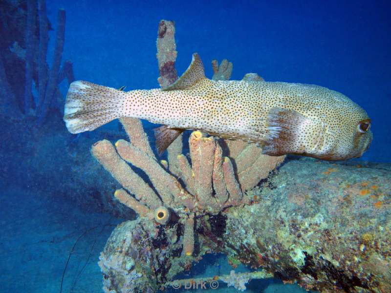 scuba diving bonaire