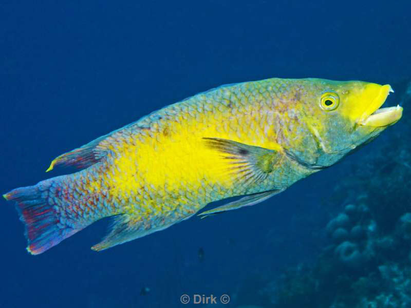 scuba diving bonaire