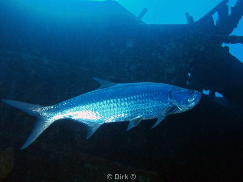 scuba diving bonaire