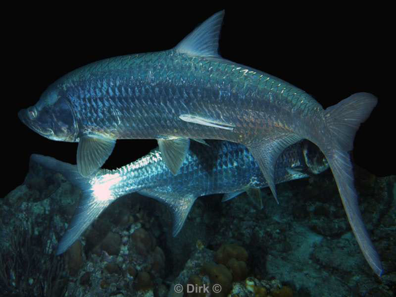 scuba diving bonaire